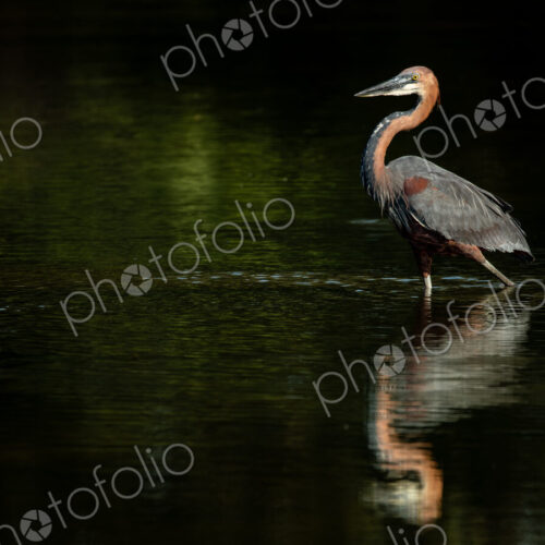 Goliath heron, Ardea goliath, walking in water.