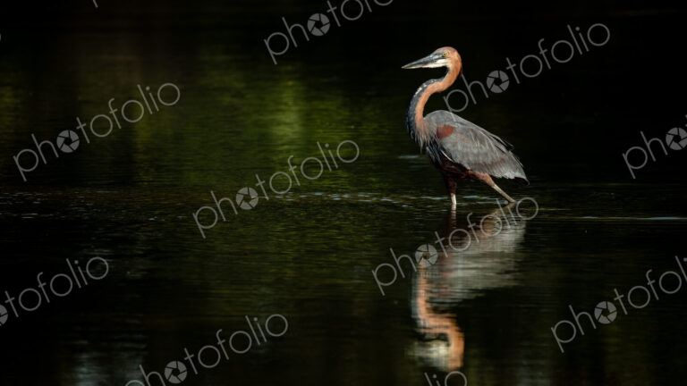 Goliath heron, Ardea goliath, walking in water.