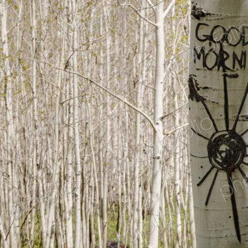 Good morning carved in Aspen tree trunk