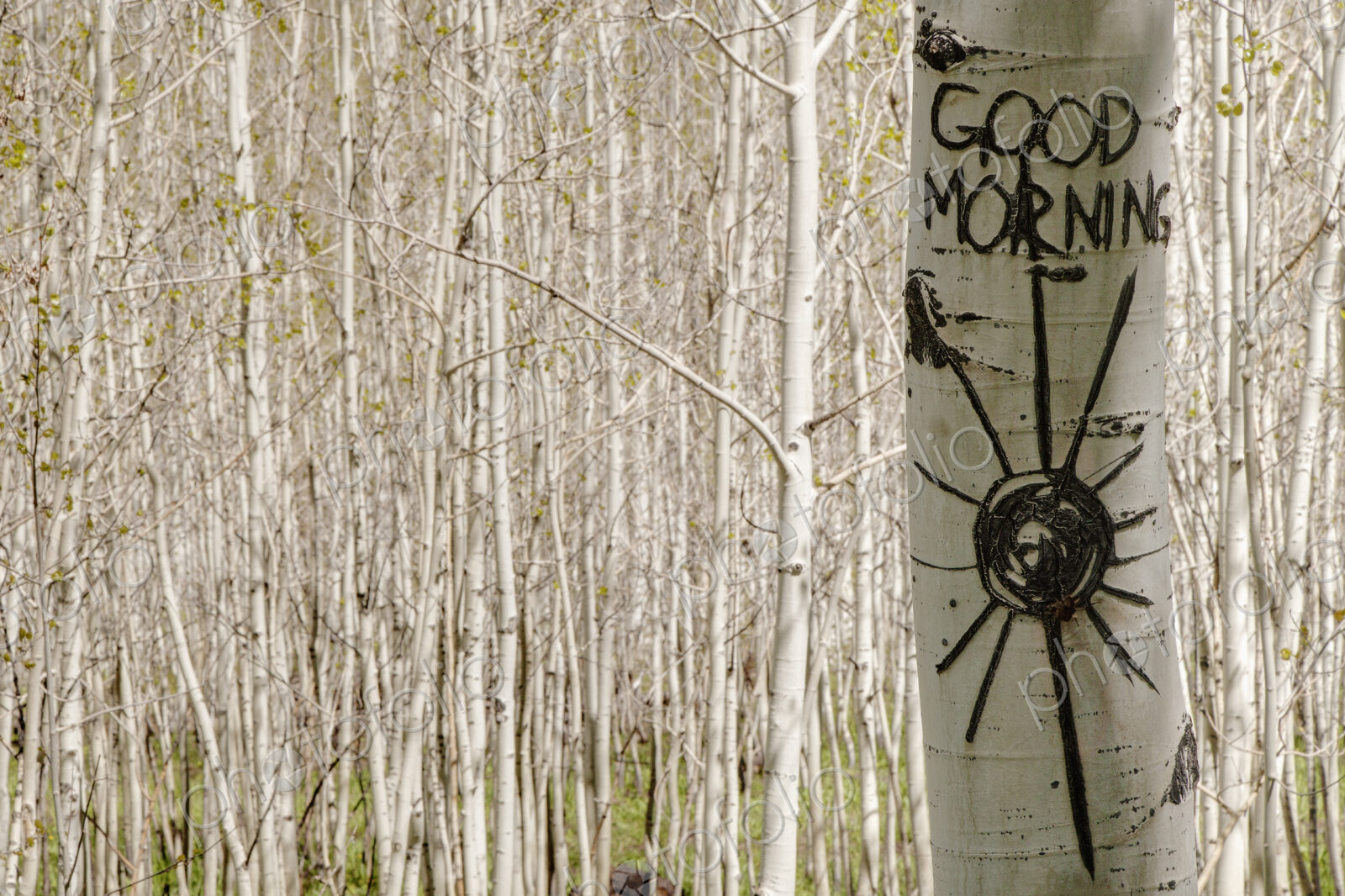 Good morning carved in Aspen tree trunk