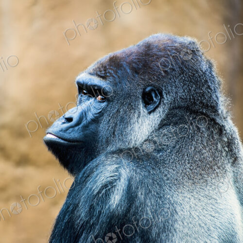 Gorilla at Los Angles Zoo