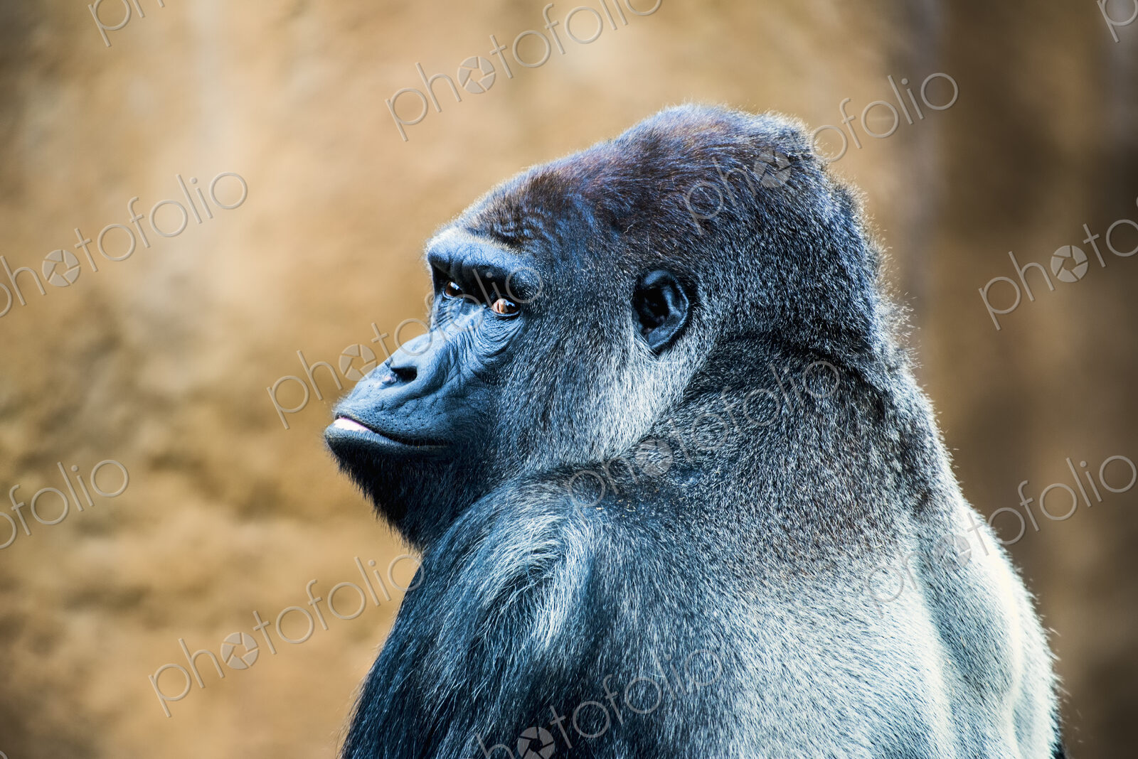 Gorilla at Los Angles Zoo