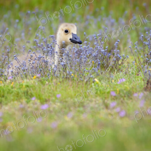 Gosling in a meadow of wild flowers. Gosling in a meadow of wild flowers.
