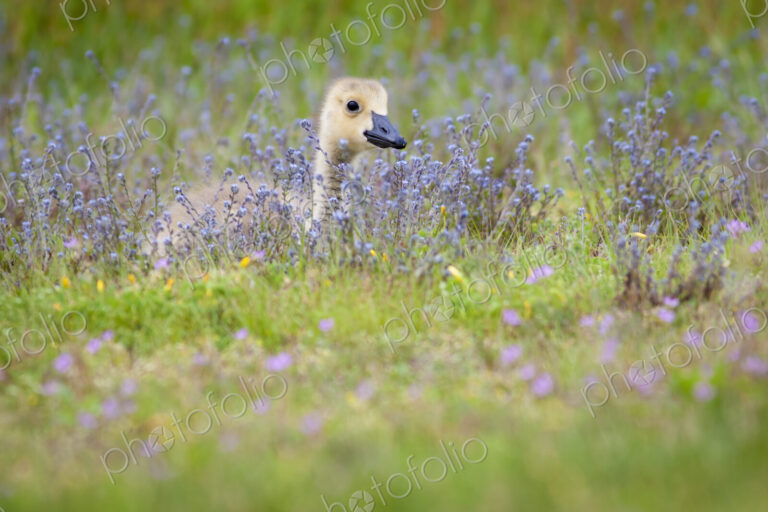 Gosling in a meadow of wild flowers.