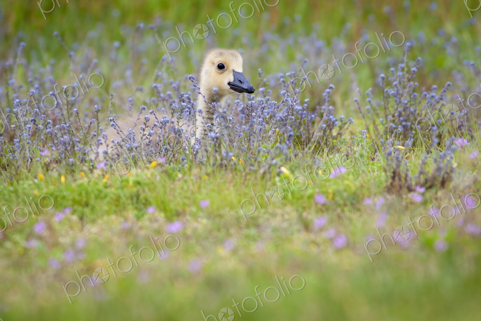 Gosling in a meadow of wild flowers.
