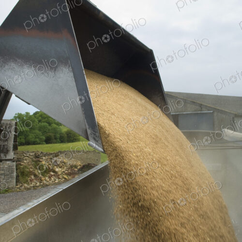 Grain harvest being poured into a trailer. Grain harvest being poured into a trailer.
