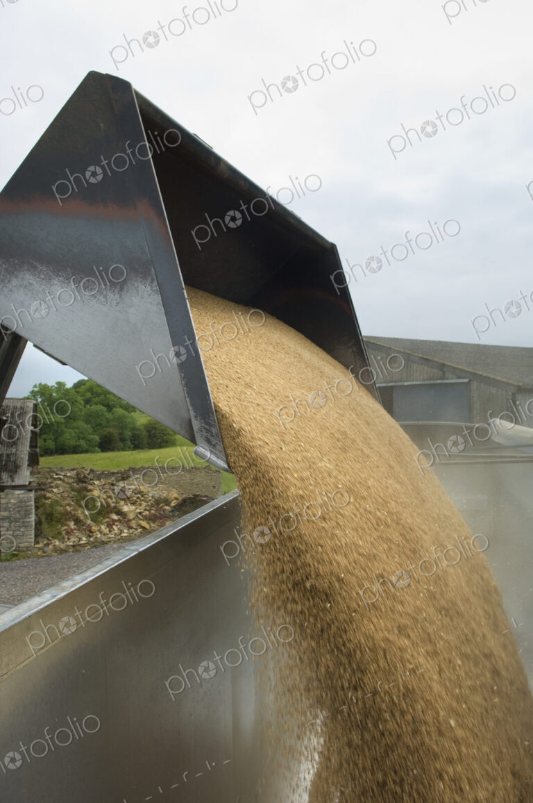 Grain harvest being poured into a trailer.