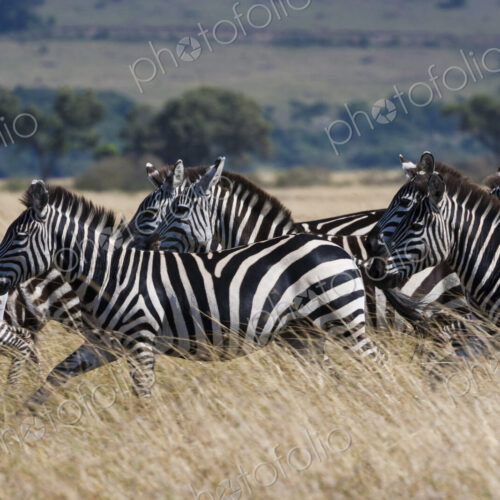 Grant's zebras, Kenya Grant's zebras, Kenya