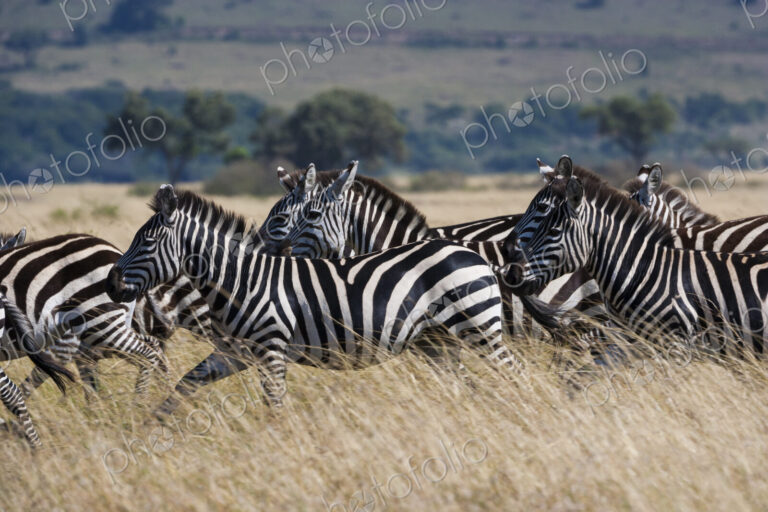 Grant's zebras, Kenya