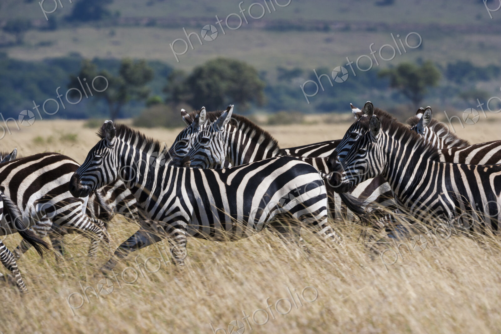 Grant’s zebras, Kenya