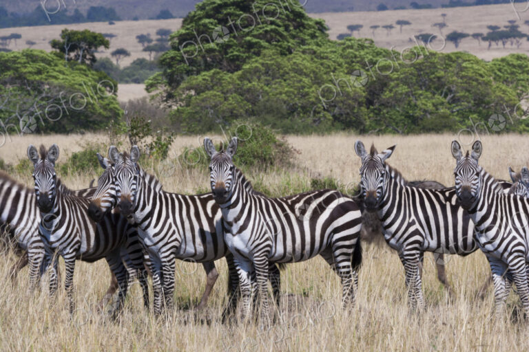 Grant's zebras, Kenya