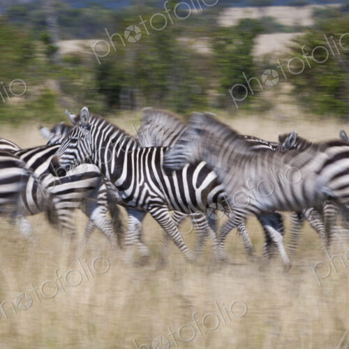 Grant's zebras, Kenya Grant's zebras, Kenya