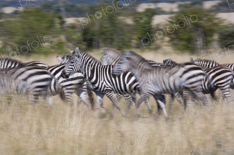 Grant's zebras, Kenya