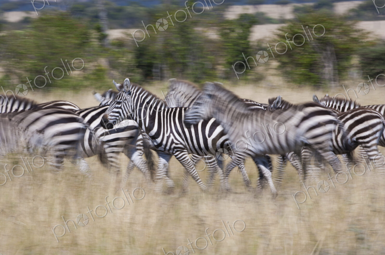 Grant’s zebras, Kenya