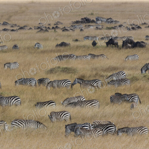 Grant's zebras and wildebeests, Kenya Grant's zebras and wildebeests, Kenya