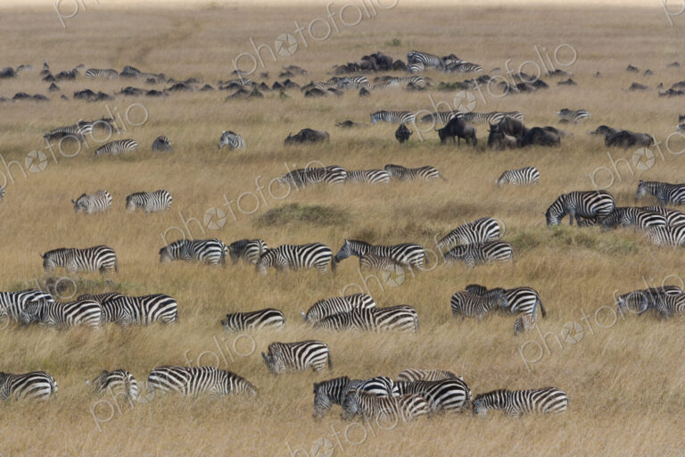 Grant's zebras and wildebeests, Kenya