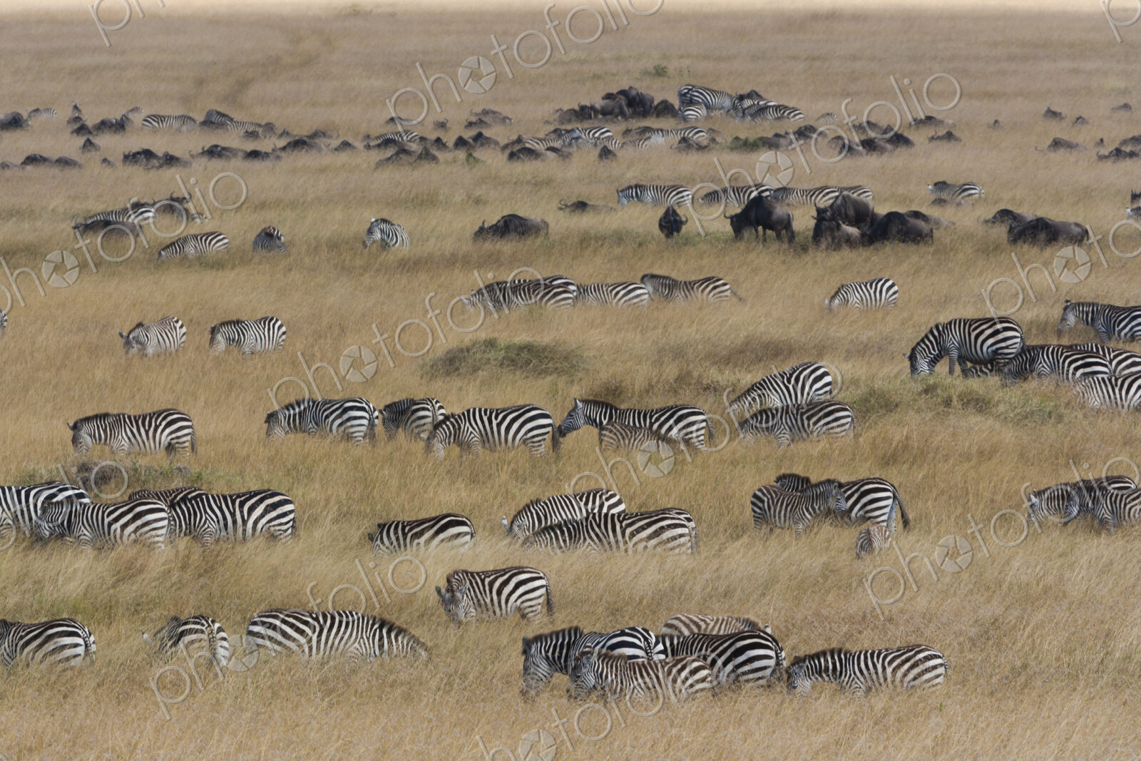 Grant’s zebras and wildebeests, Kenya