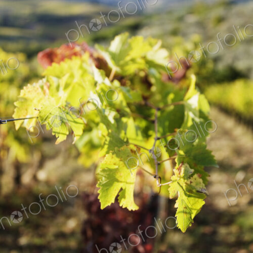 Grape Leaves Grape Leaves