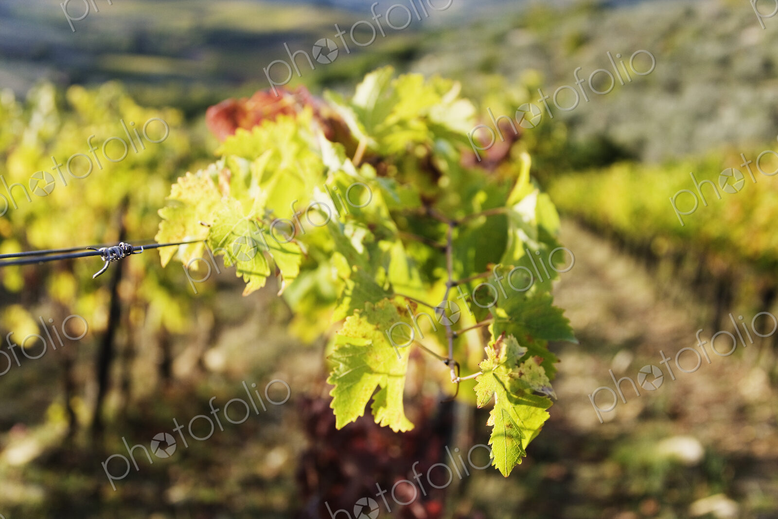 Grape Leaves