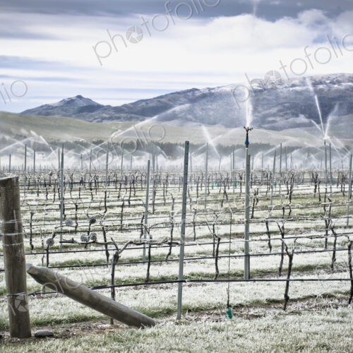 Grape Vines in Winter Grape Vines in Winter