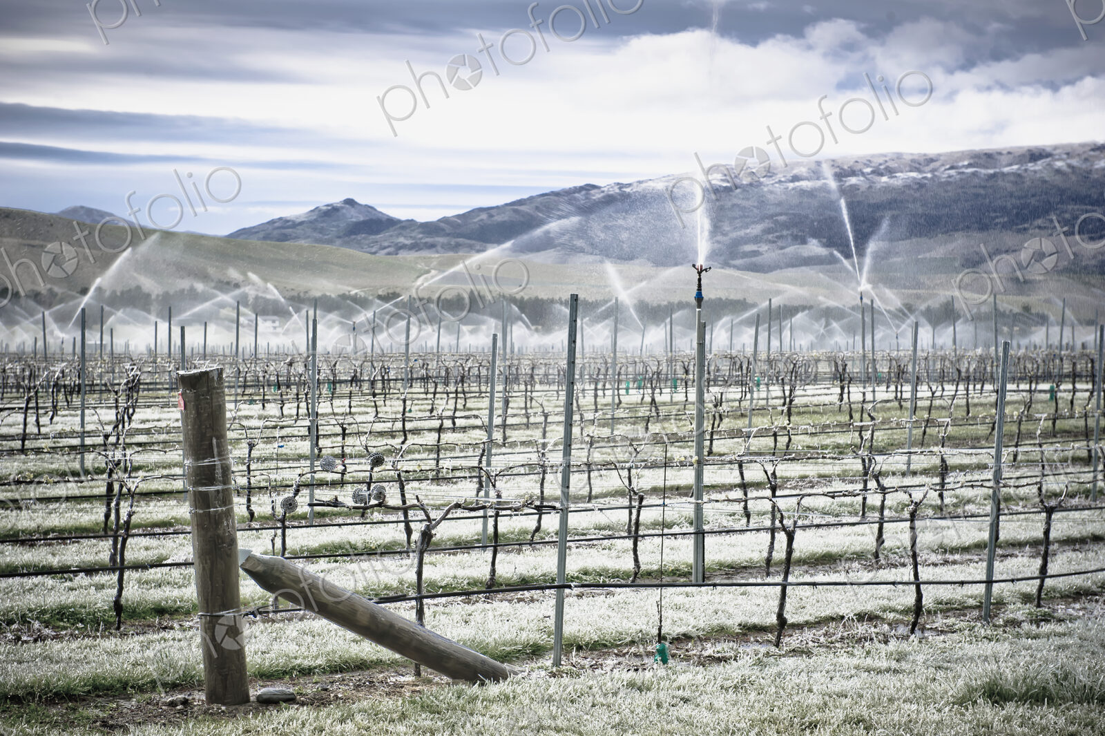 Grape Vines in Winter
