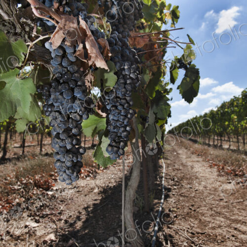 Grapes Hanging On Vine Grapes Hanging On Vine