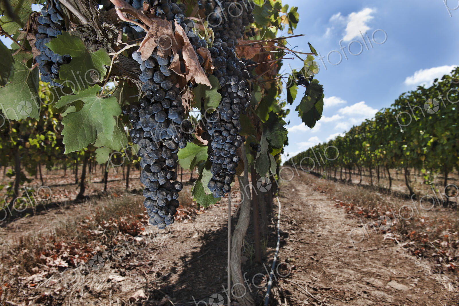 Grapes Hanging On Vine