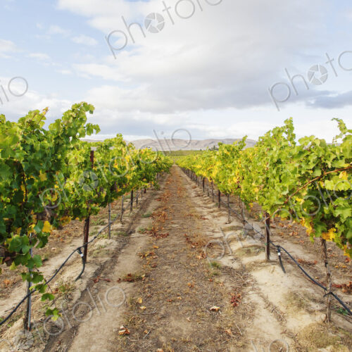 Grapes growing in rural vineyard under cloudy sky Grapes growing in rural vineyard under cloudy sky