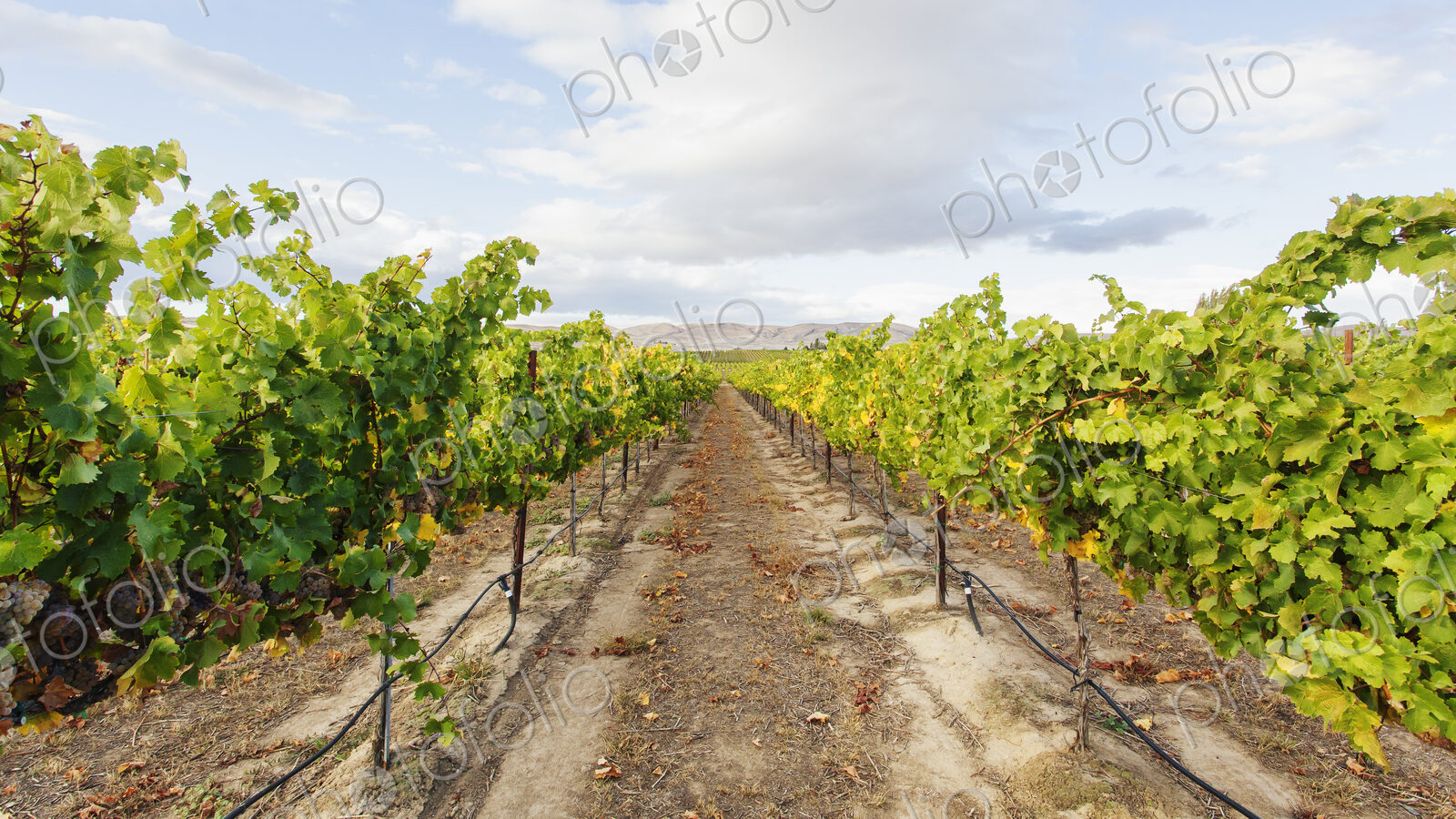 Grapes growing in rural vineyard under cloudy sky