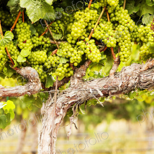 Grapes growing on a vine.