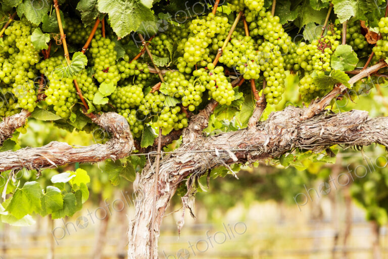 Grapes growing on a vine.