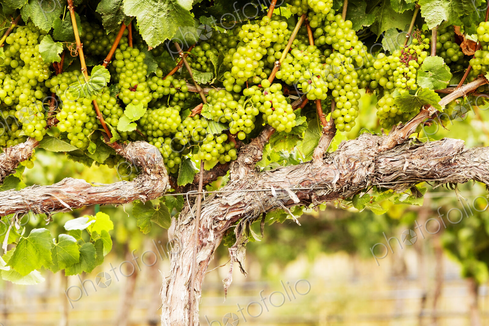 Grapes growing on a vine.