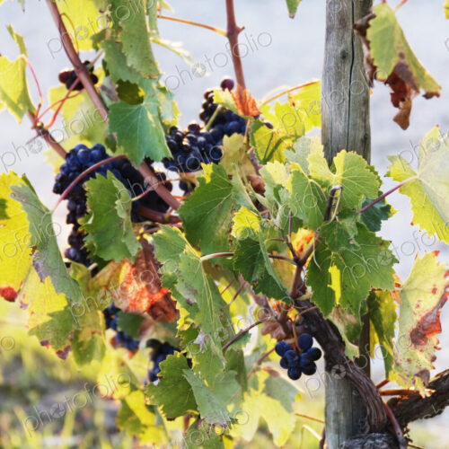 Grapes on Vine Grapes on Vine