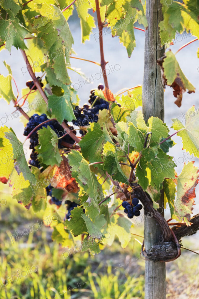 Grapes on Vine