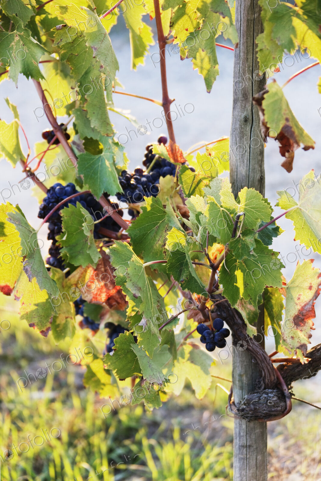 Grapes on Vine