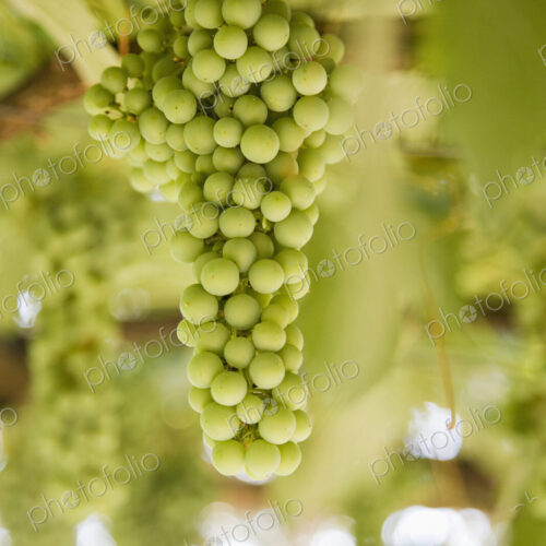 Grapes on Vine Grapes on Vine