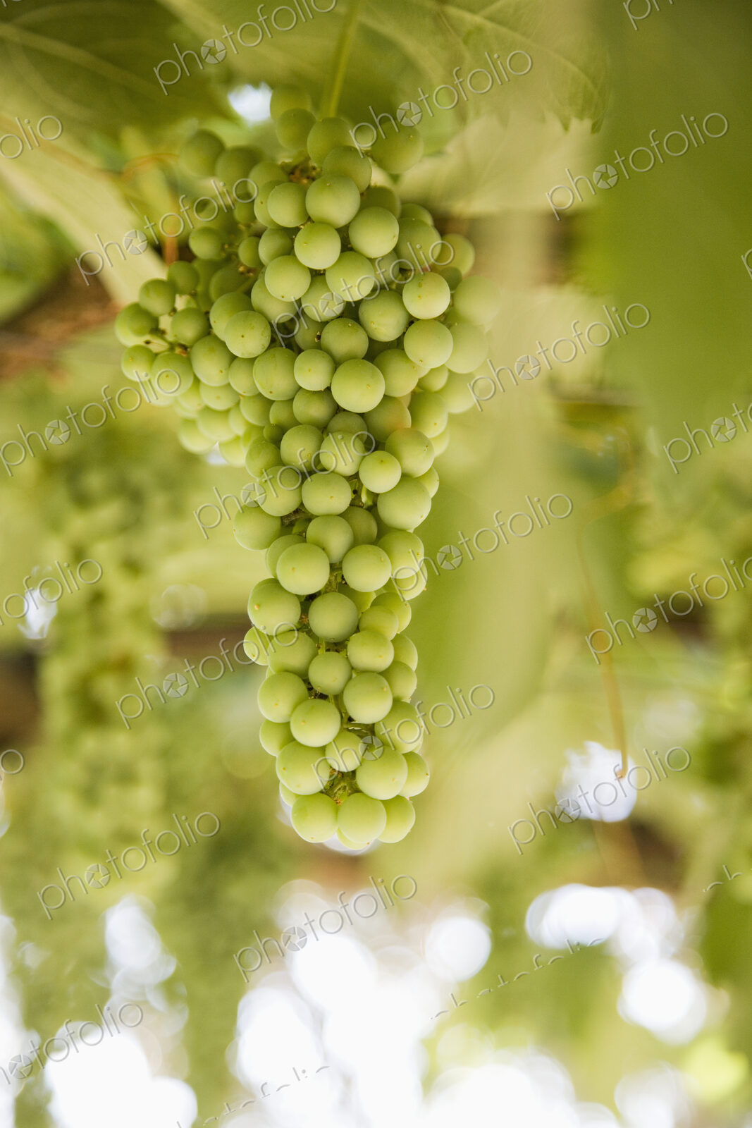 Grapes on Vine