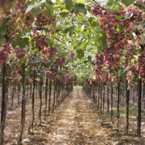 Grapes on Vine in Vineyard