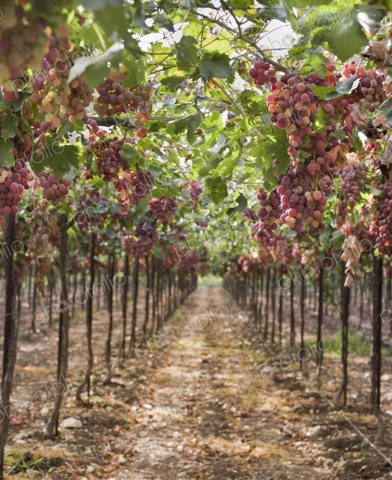 Grapes on Vine in Vineyard