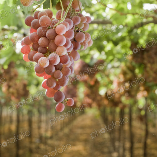 Grapes on Vine in Vineyard