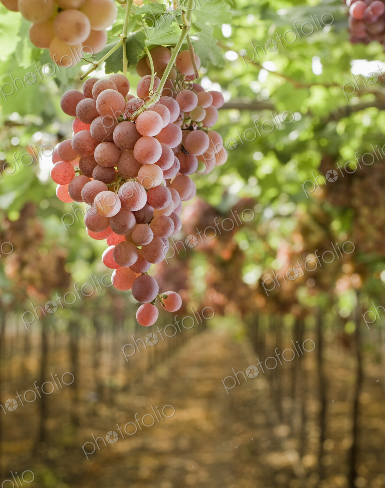 Grapes on Vine in Vineyard