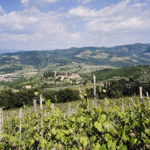 Grapevines Growing on Hillside