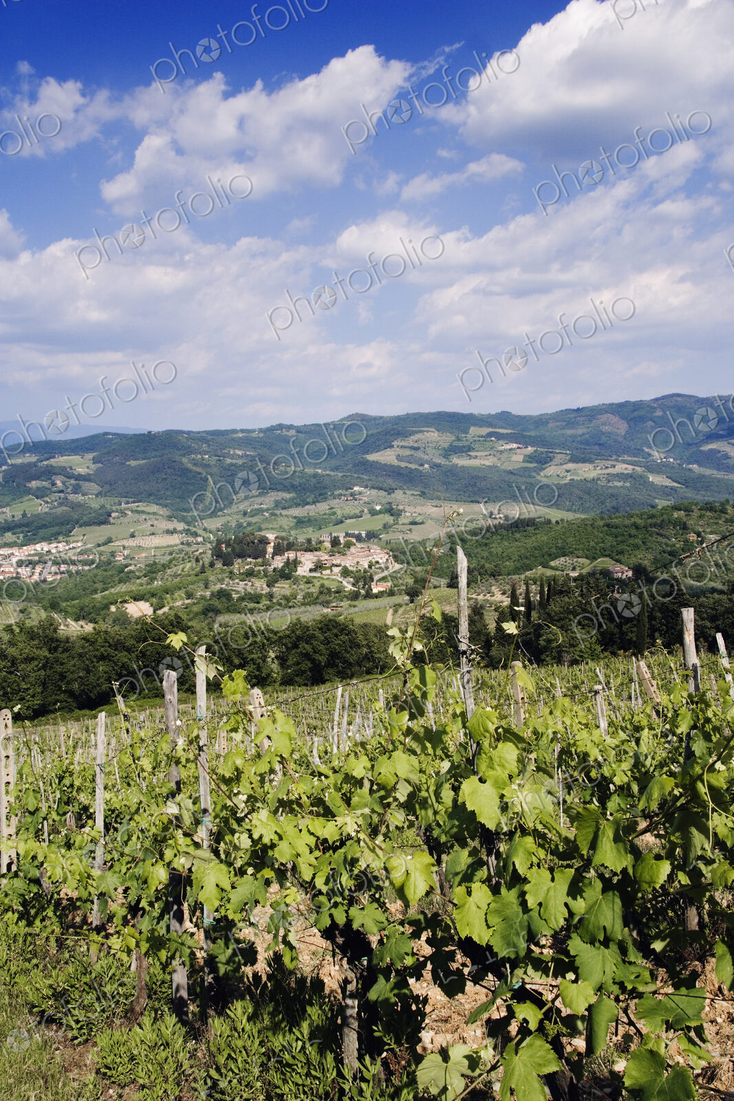 Grapevines Growing on Hillside