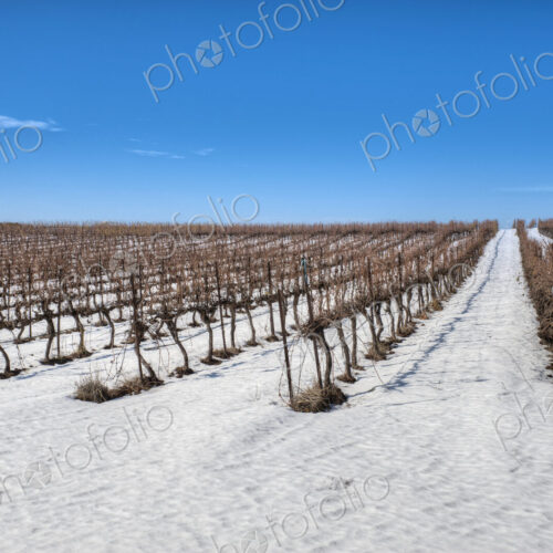 Grapevines In Snow