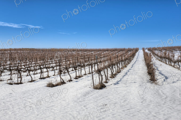 Grapevines In Snow
