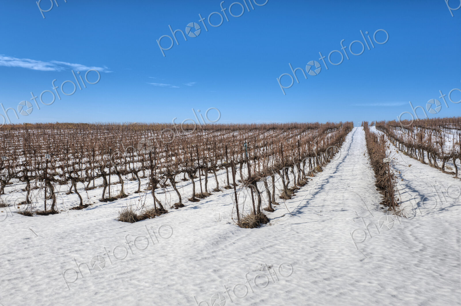 Grapevines In Snow
