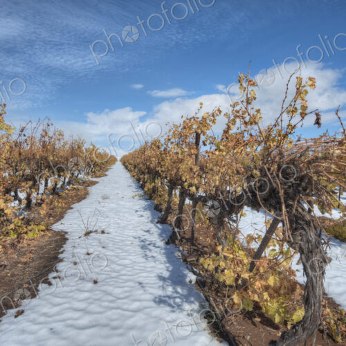 Grapevines In Snow