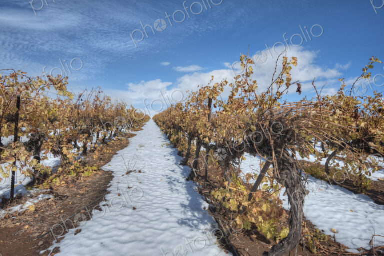 Grapevines In Snow