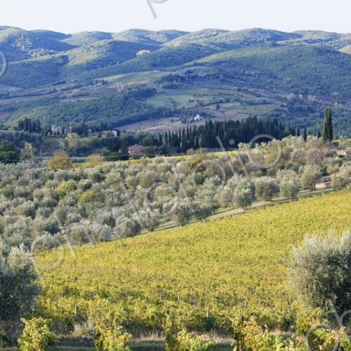 Grapevines and Olive Trees