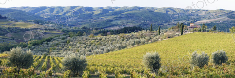 Grapevines and Olive Trees